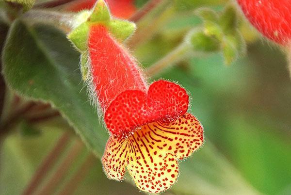 Koleria bogotensis (Kohleria bogotensis)