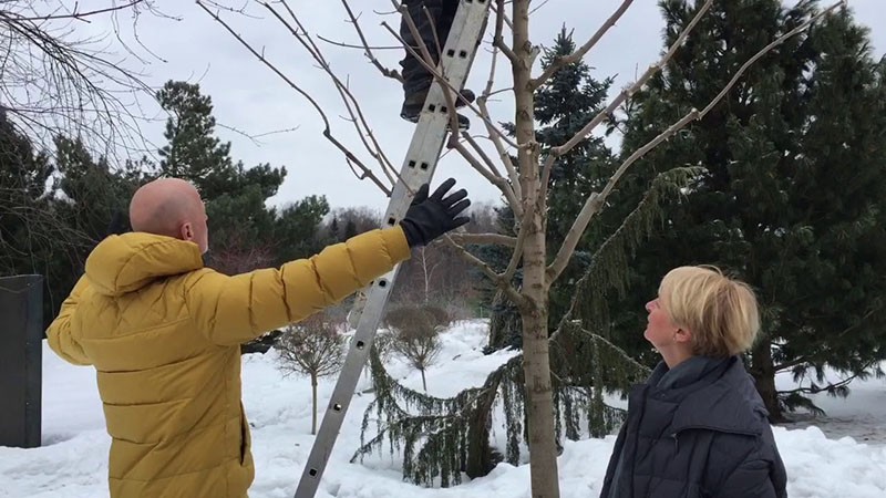 Esdoorn snoeien in het voorjaar