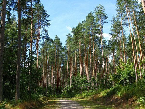 dennenbomen