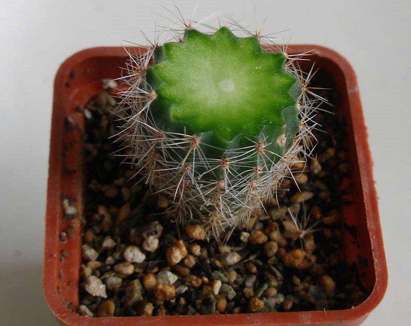 snij de bovenkant van een cactus af