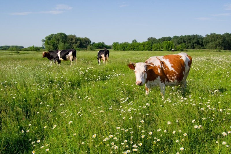 hoe kies je een melkkoe?