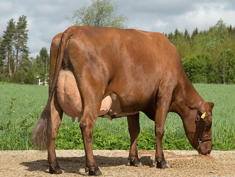 rood Deens koeienras