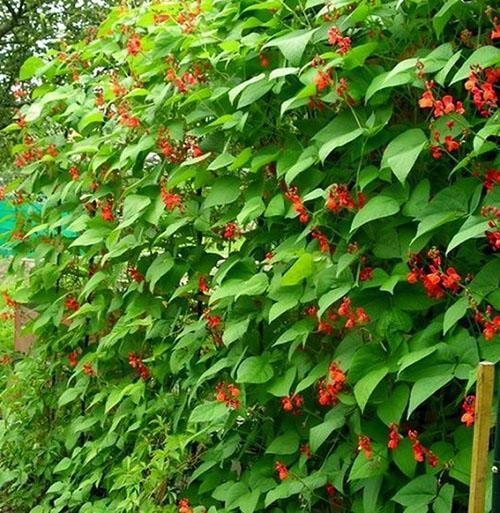 Bonen als sierplant