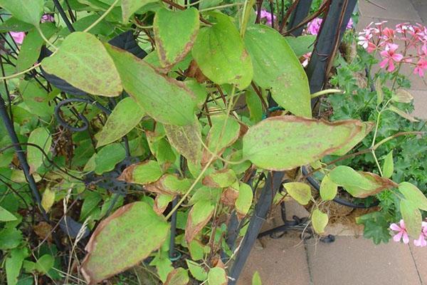 de bladeren van clematis drogen