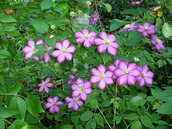 clematis bloeit