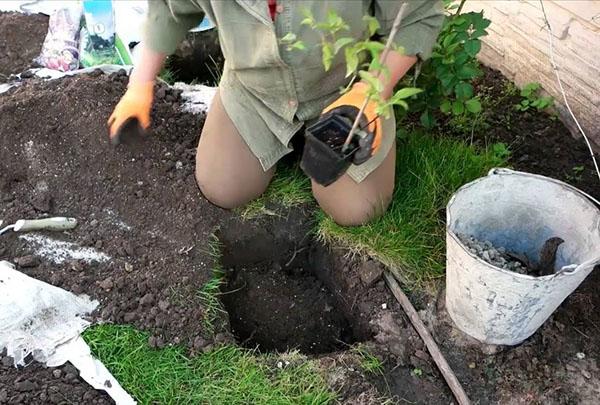 een clematiszaailing planten