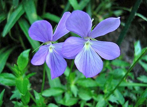 Vaste plant - gehoornde violet