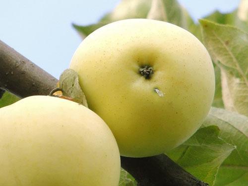 Soorten appels Witte vulling