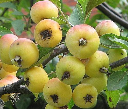 Gouden Chinese appelboom