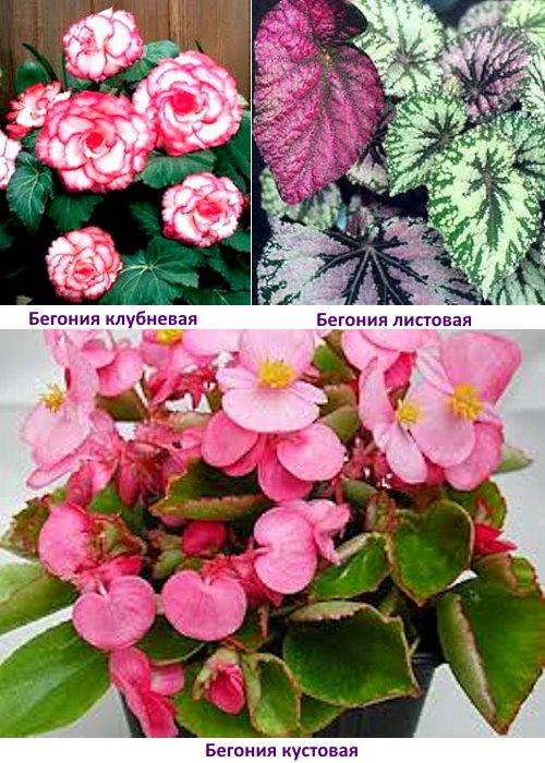 soorten begonia's foto's en namen