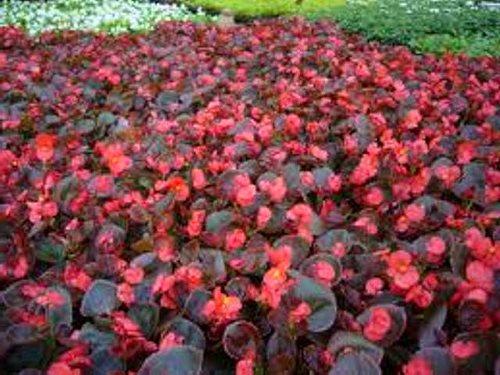 begonia