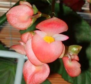 begonia's