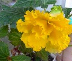 begonia bloem