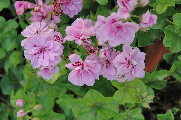 Kamergeranium variëteit Royal Lavender