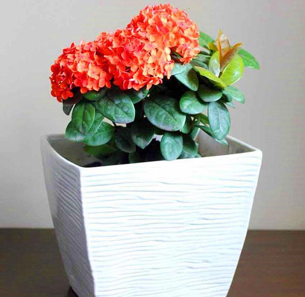 Ixora in een pot