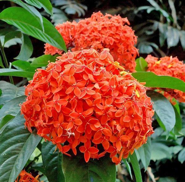 Ixora Javaans