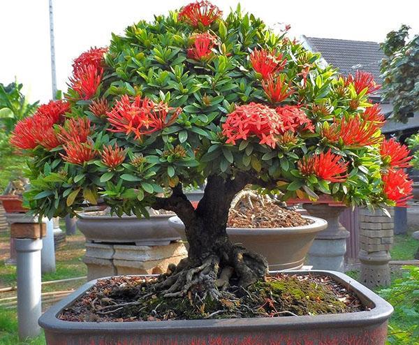 bonsai-formatie van ixora