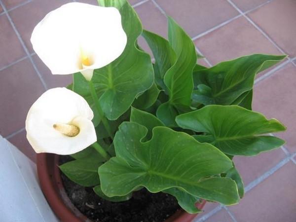 calla lelie