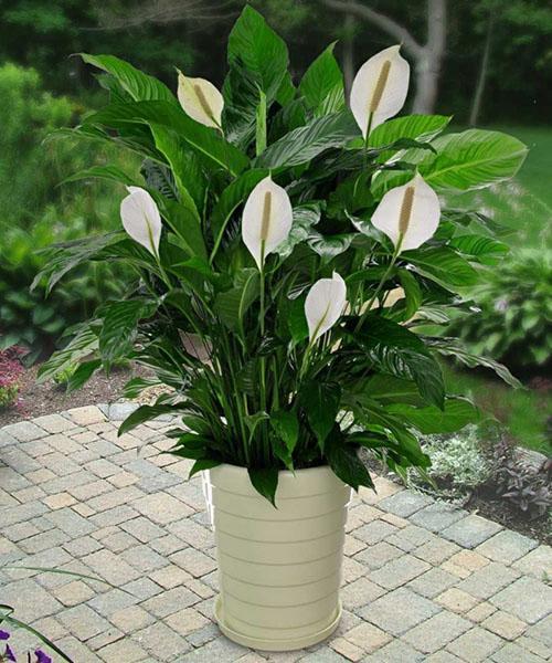 Spathiphyllum