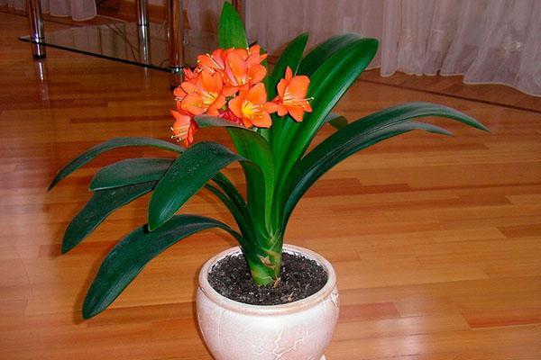 clivia