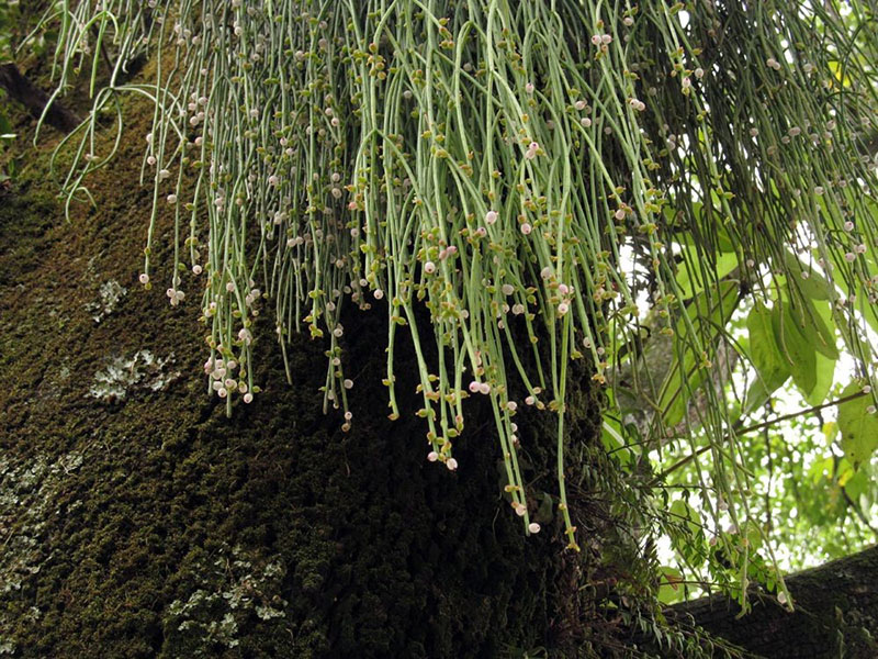 cactus ripsalis u prirodi