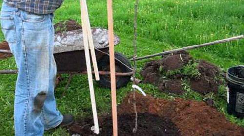 een perenzaailing planten Just Maria