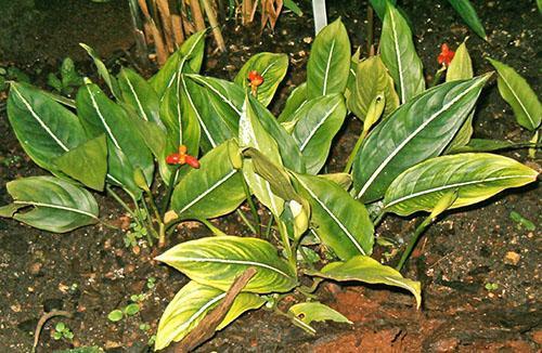 Aglaonema in de natuur