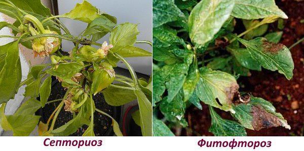 Op de foto septoria en Phytophthora van paprika