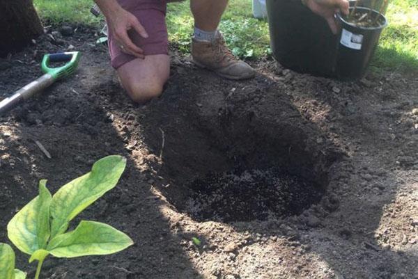 voorbereiding van de put voor het planten van het dicenter