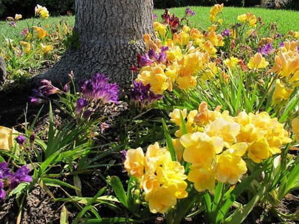 fresia in de tuin