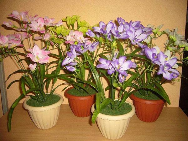 freesia bloeit in een pot