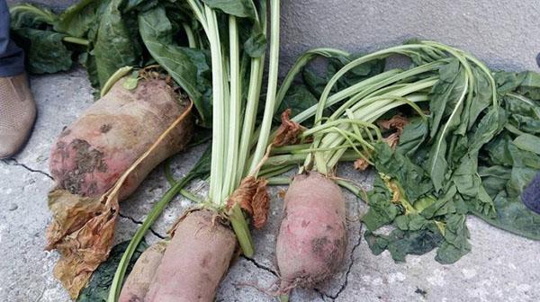 verzameling voederbieten uit de tuin