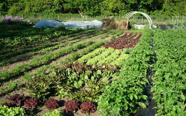 voederbieten verzorgen in de tuin