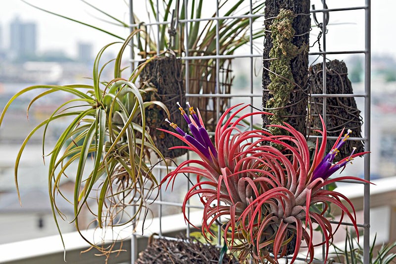 verlichting voor tillandsia