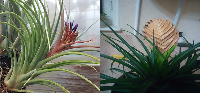 Tillandsia laat droog