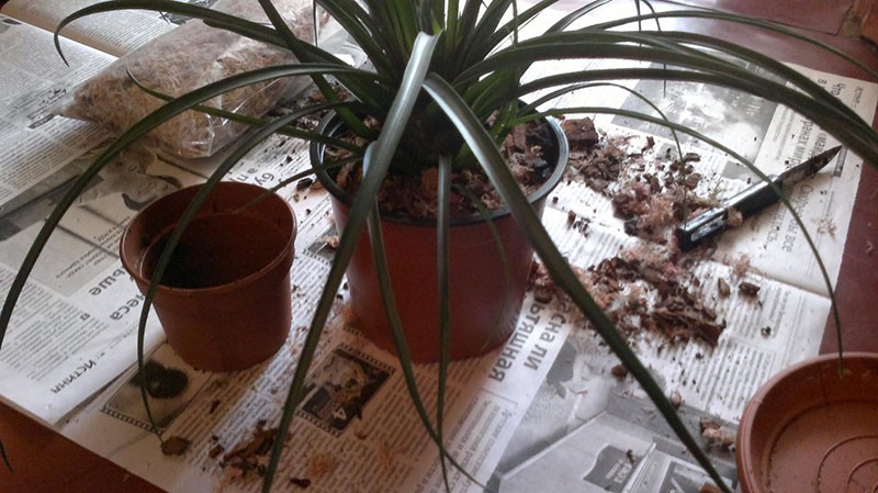 tillandsia transplantatie