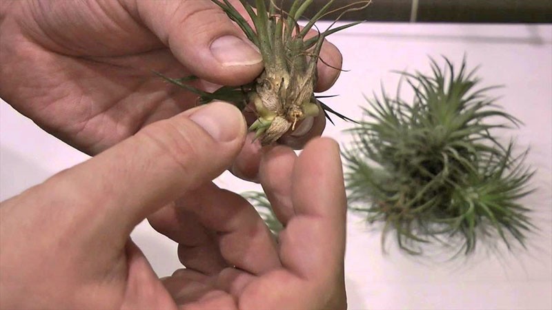 reproductie van tillandsia rozetten