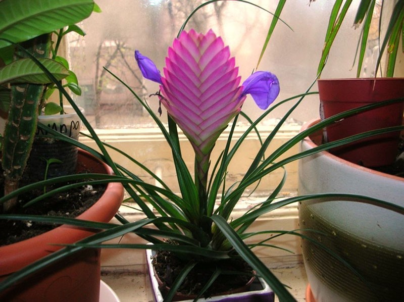 tillandsia op de vensterbank