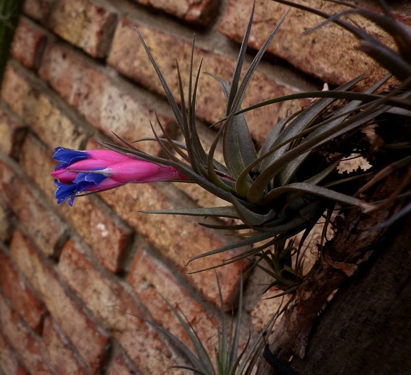 delicate tillandsia-bloemen