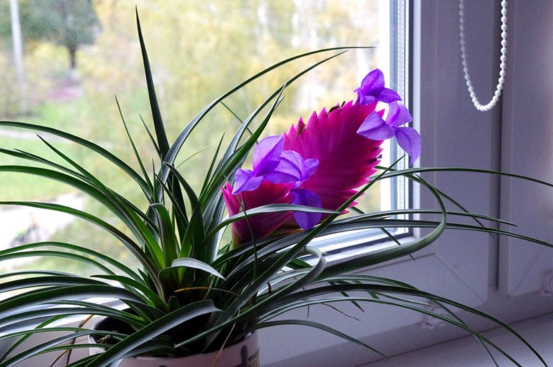 delicate tillandsia-bloemen