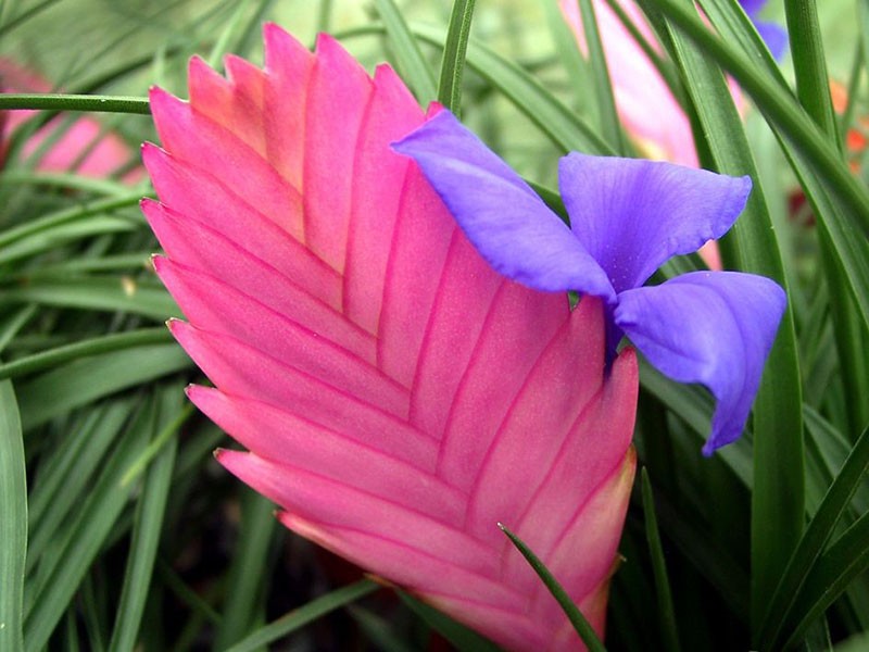 tillandsia anita blauw