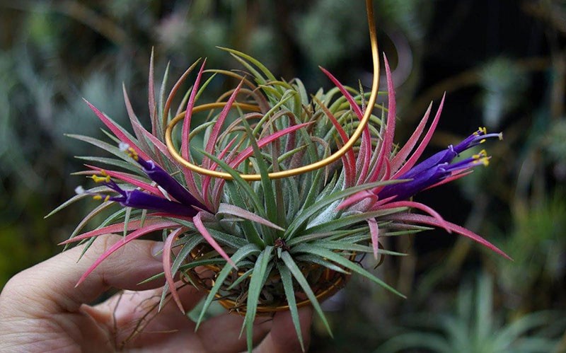 tillandsia driekleur