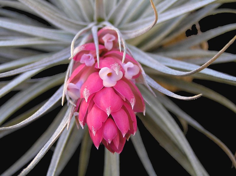 tillandsia driekleur