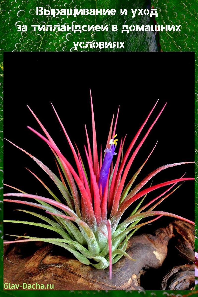 thuiszorg voor tillandsia