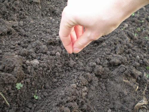 zaaien in de volle grond