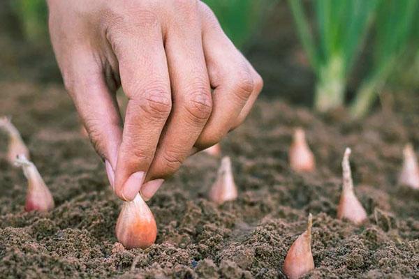 herfst sjalotten planten