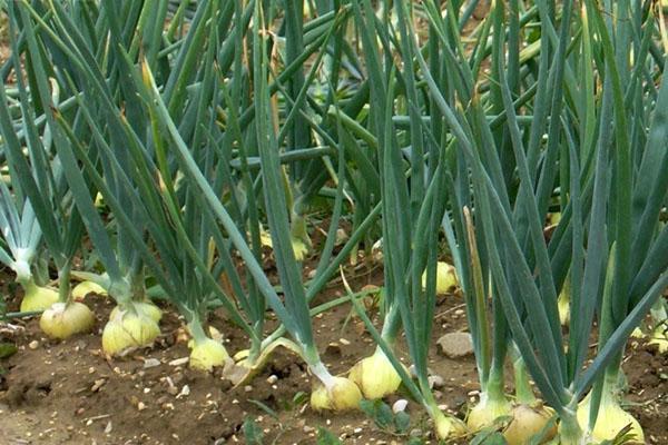 lente sjalotten planten