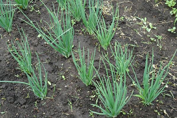 sjalotten in de tuin