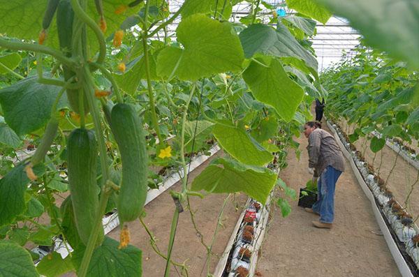 succesvolle teelt van komkommers in hydrocultuur