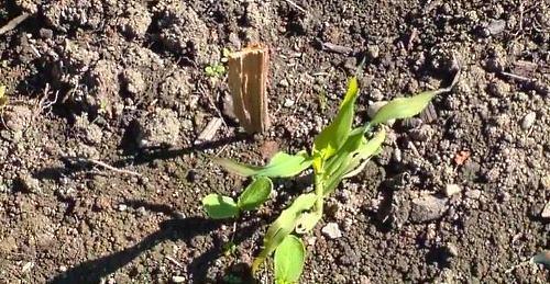 komkommers kweken met zonnebloem en maïs